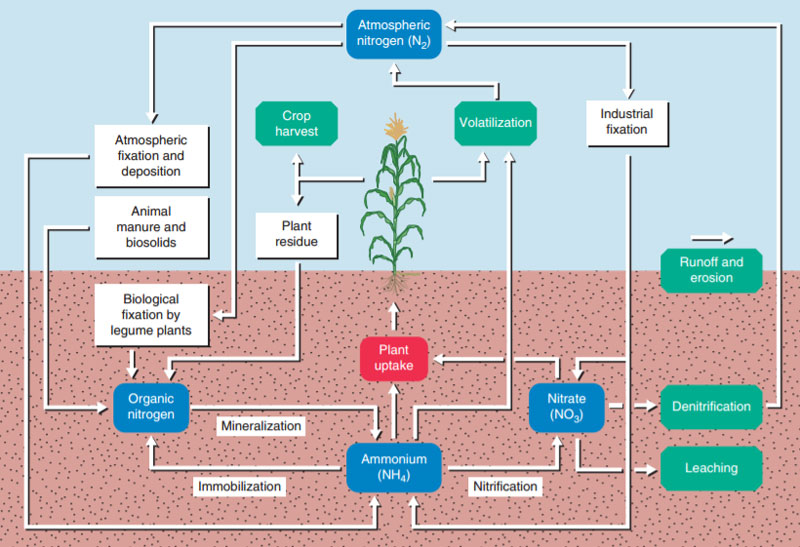 Nitrogen-Cycle-Article.jpg